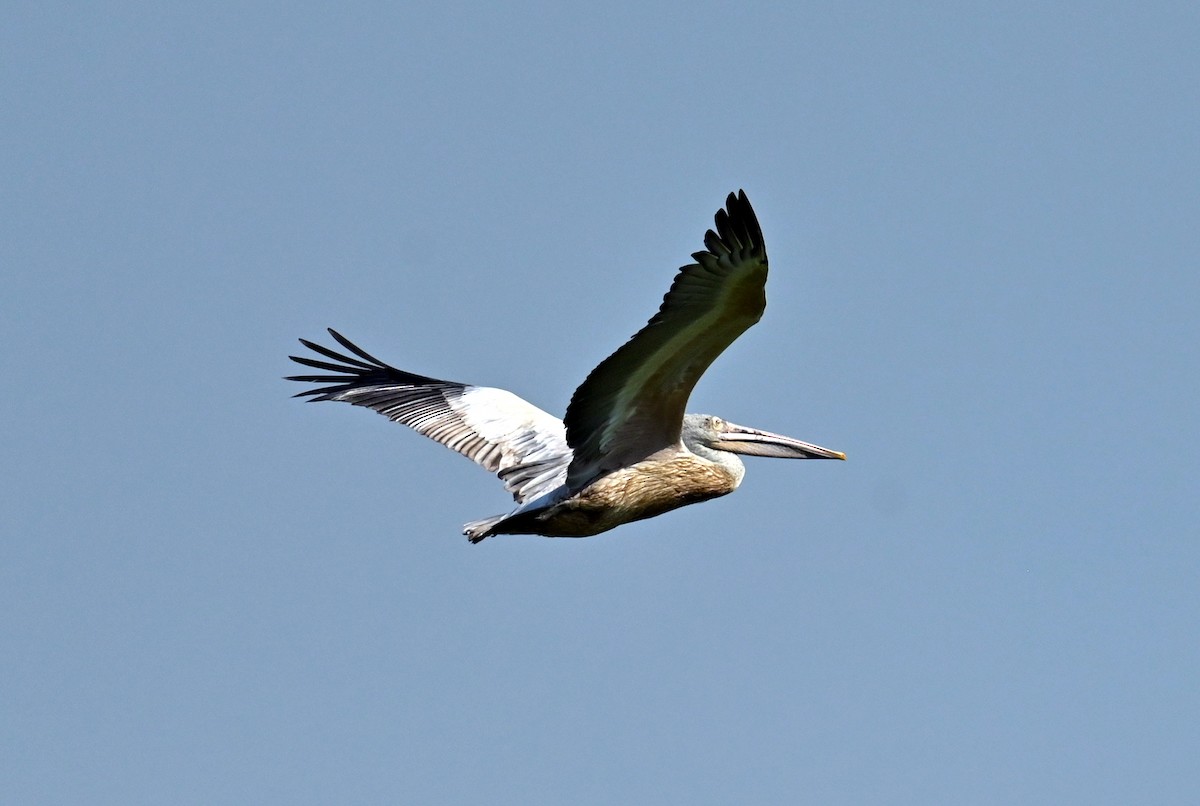 Spot-billed Pelican - ML646168159