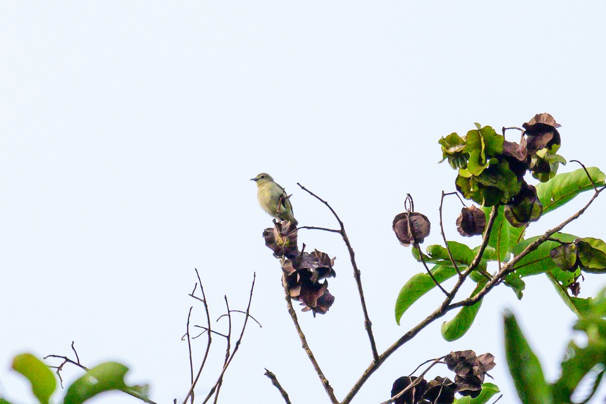 Nilgiri Flowerpecker - ML646168160