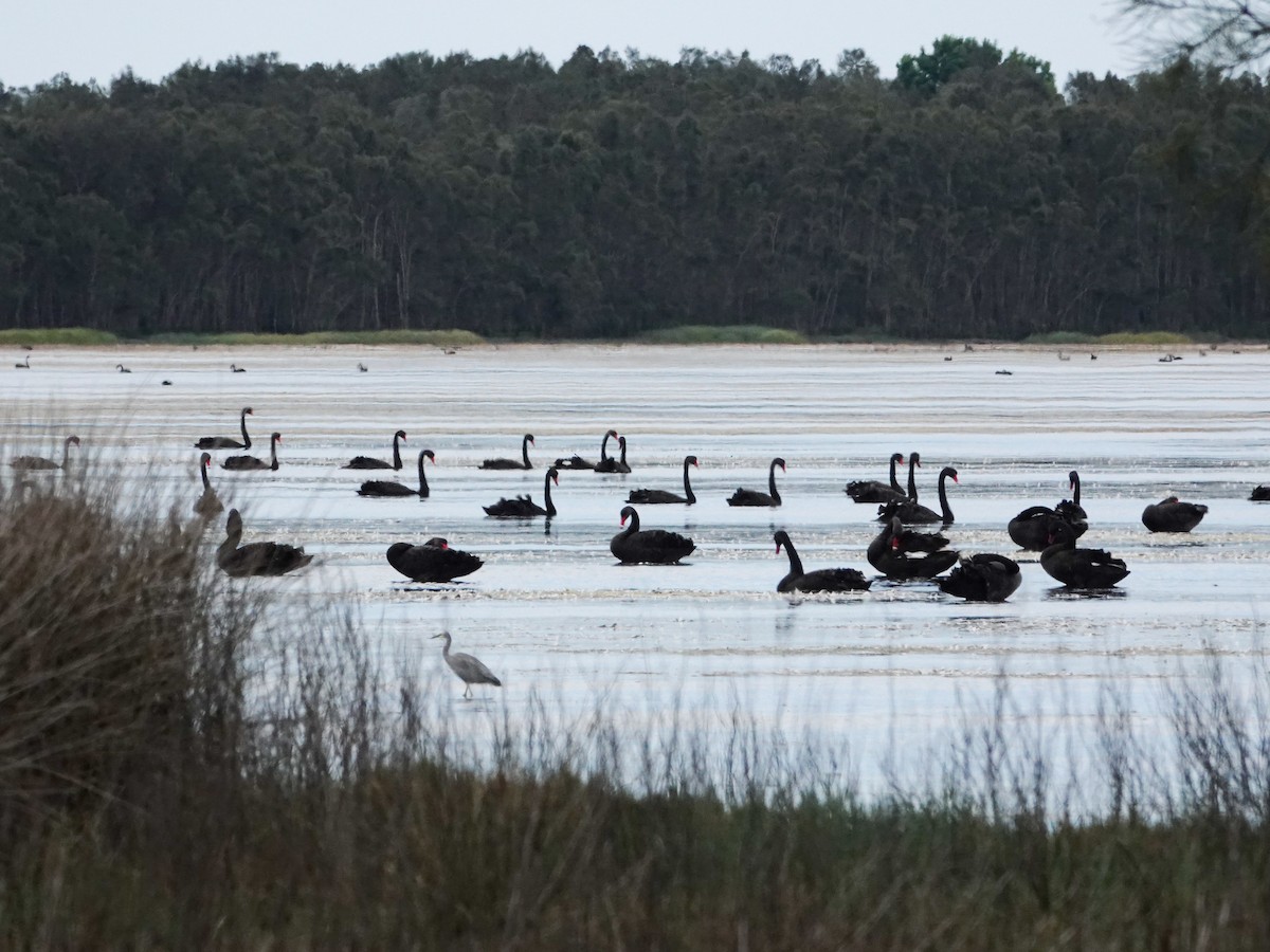 Black Swan - ML646168161