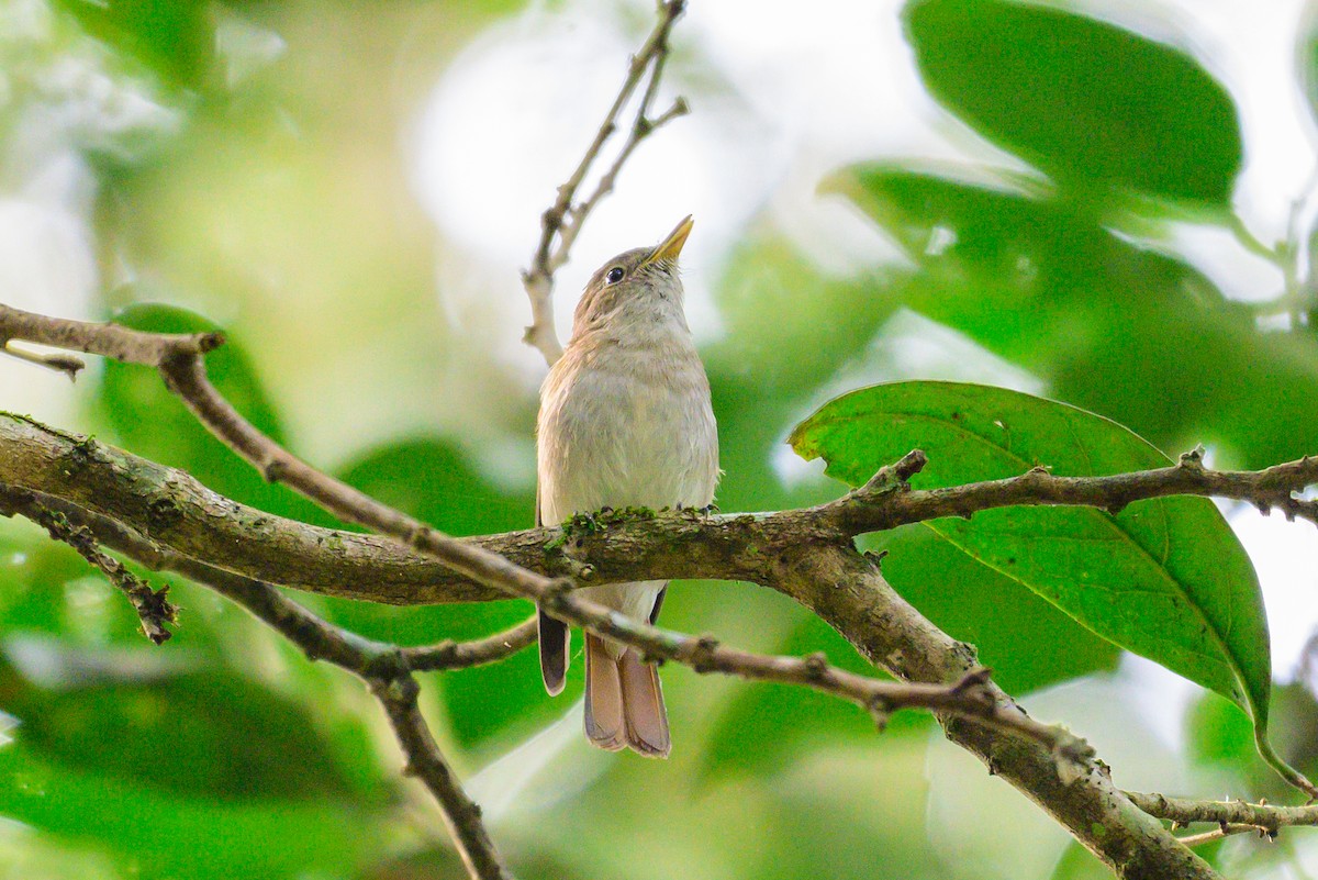 Rusty-tailed Flycatcher - ML646168162