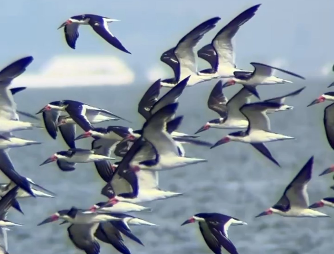 Black Skimmer - ML646168163