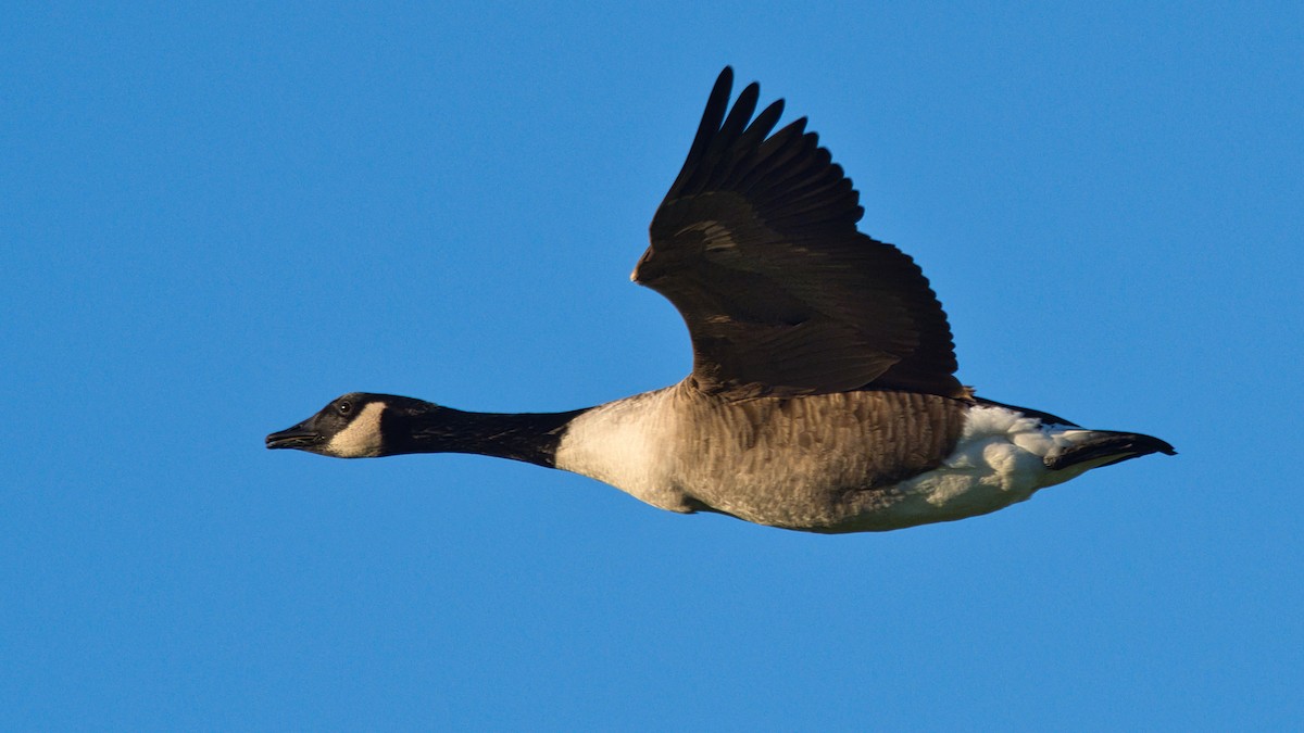 Branta kanadar handia - ML646168165