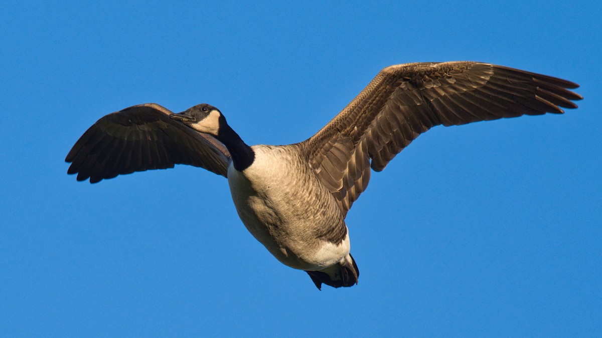 Branta kanadar handia - ML646168166