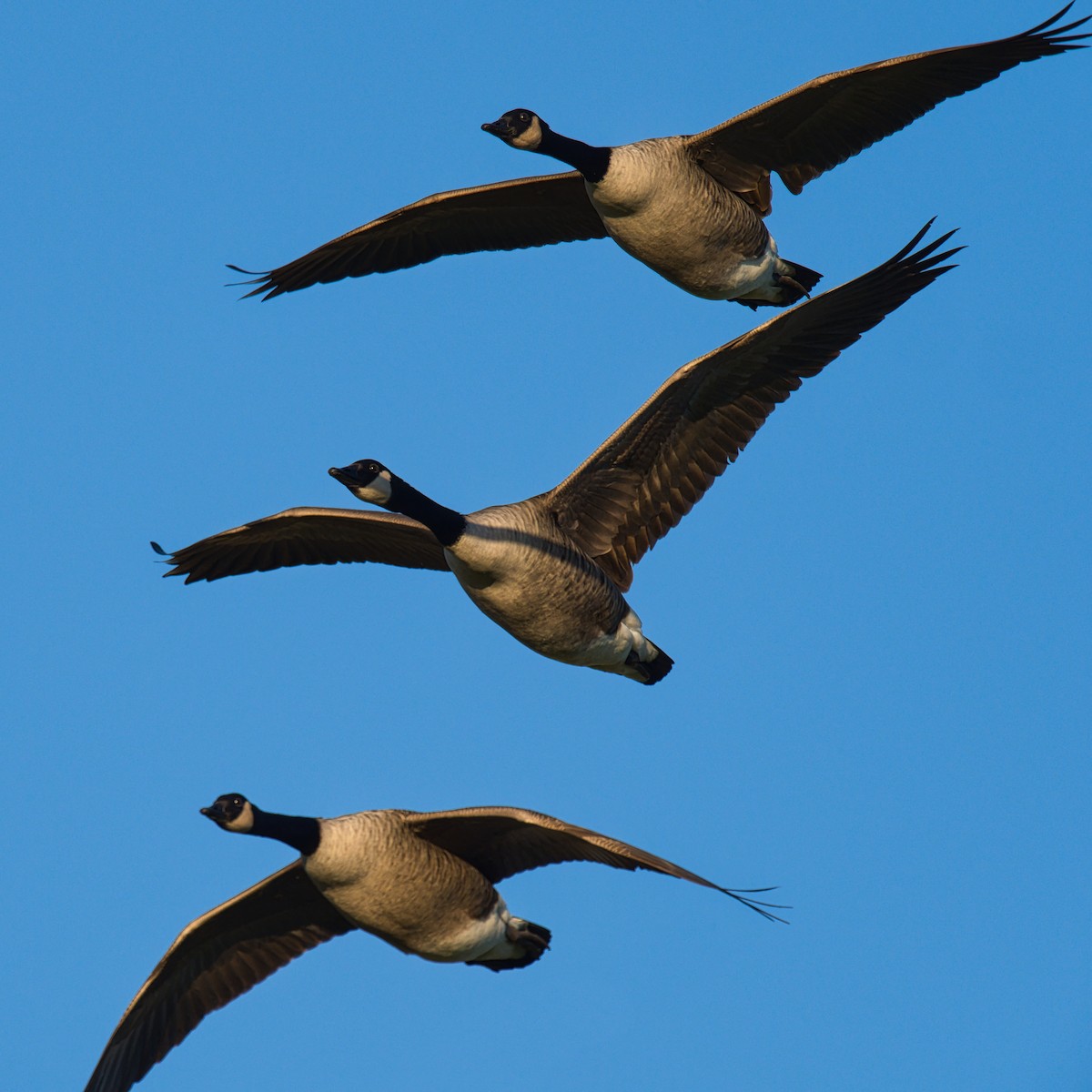 Branta kanadar handia - ML646168167