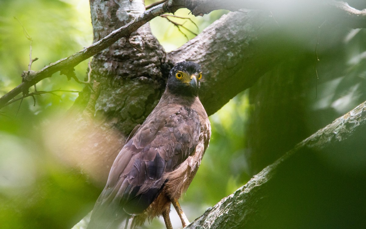 Crested Serpent-Eagle - ML646168168