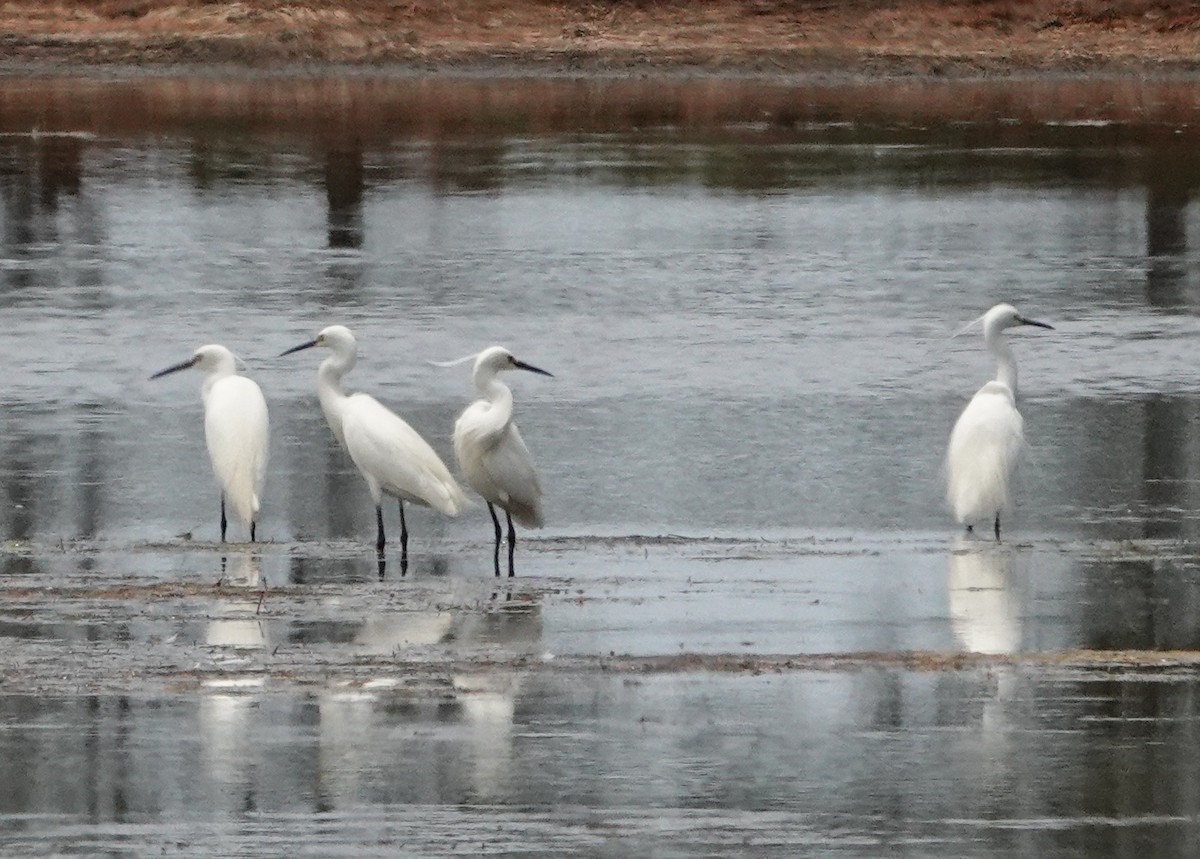 Little Egret - ML646168172