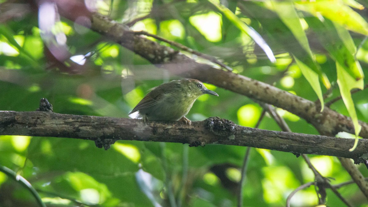 smalstripemeistimal - ML646168173