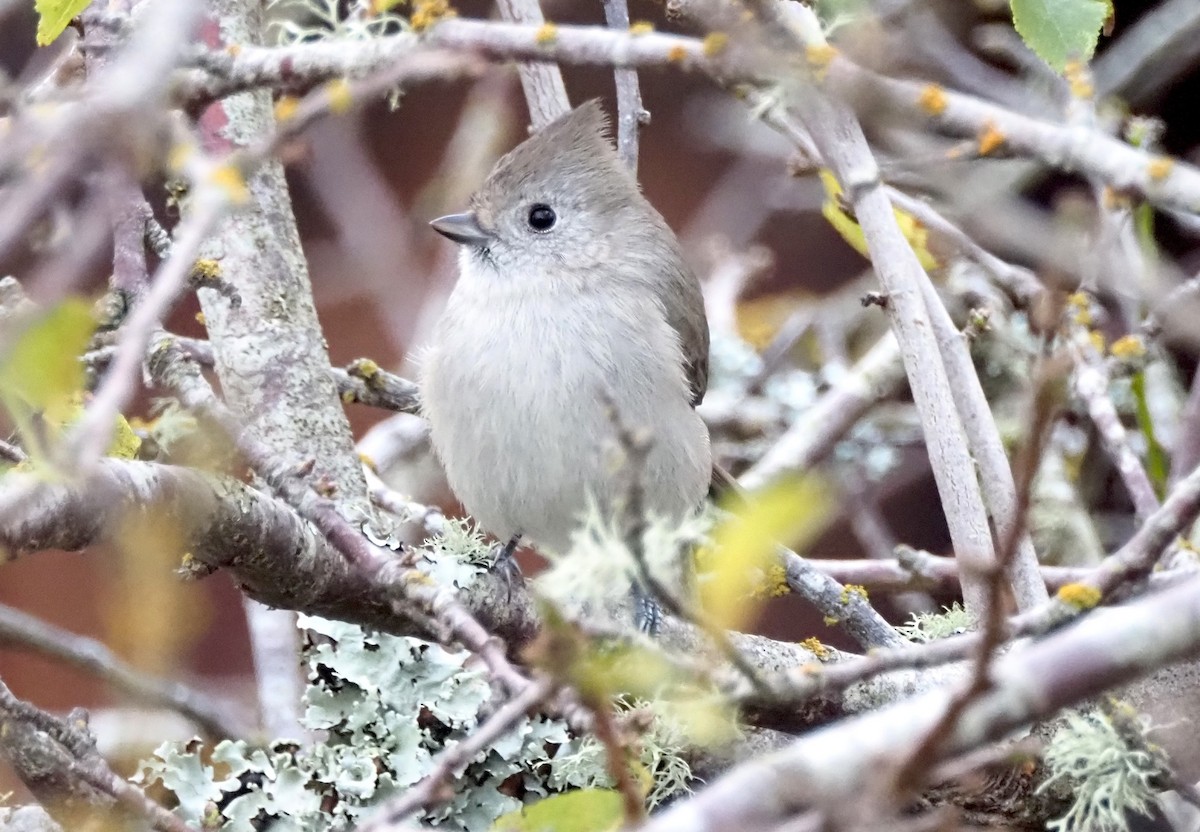 Mésange unicolore - ML646168174