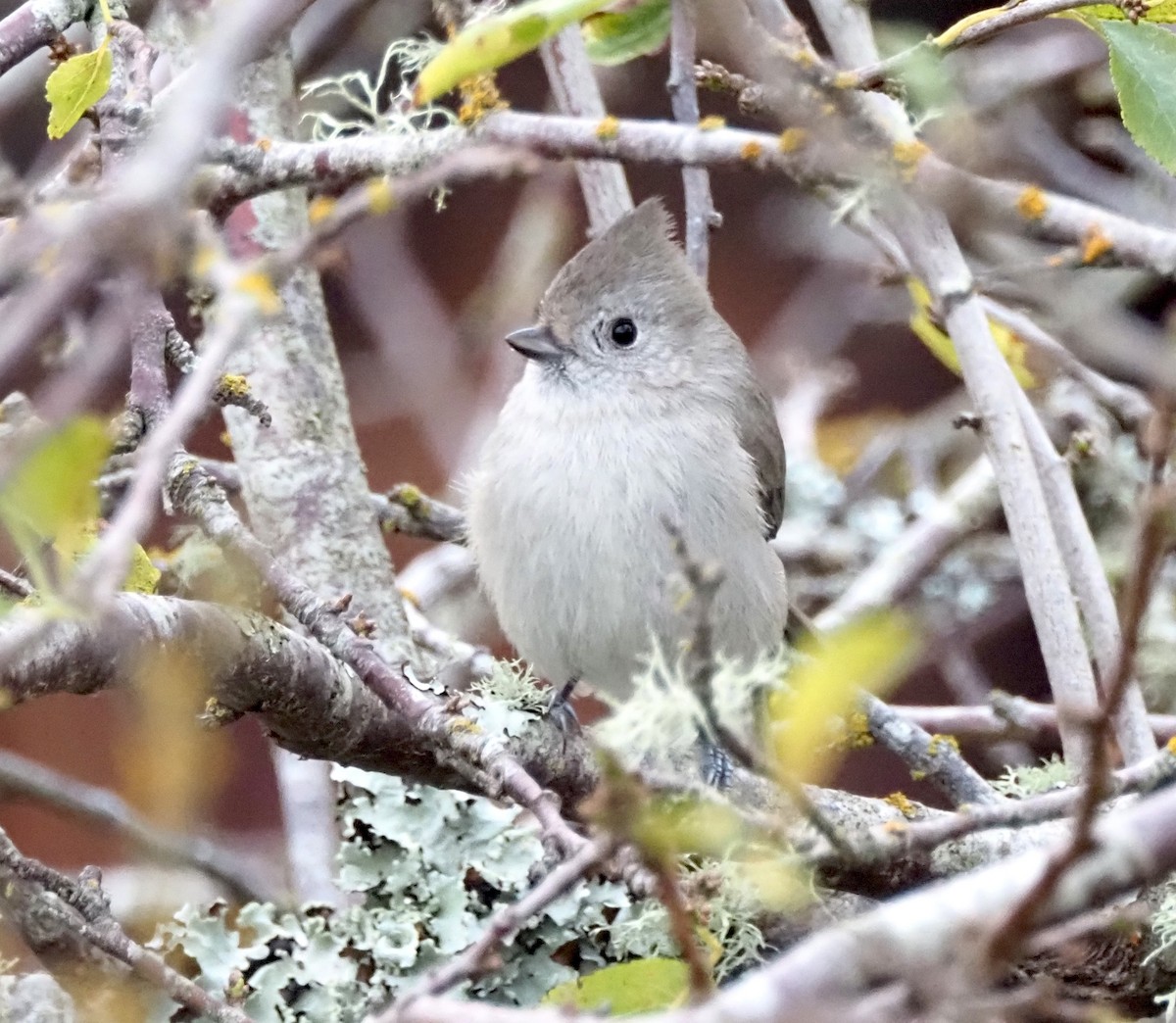 Mésange unicolore - ML646168175