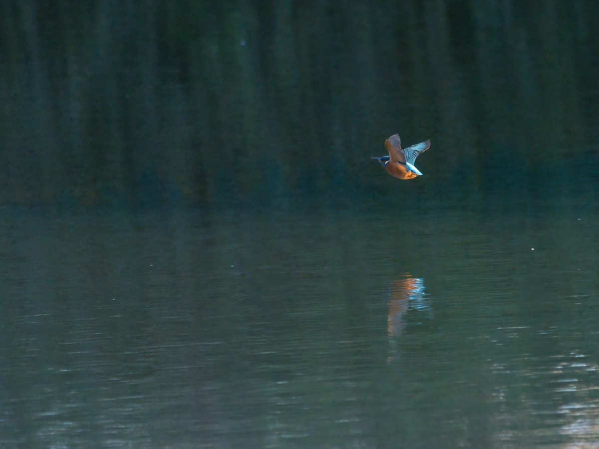 Common Kingfisher - ML646168178