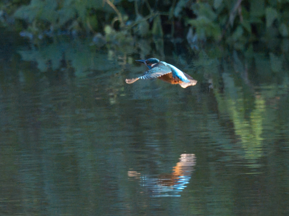 Common Kingfisher - ML646168179