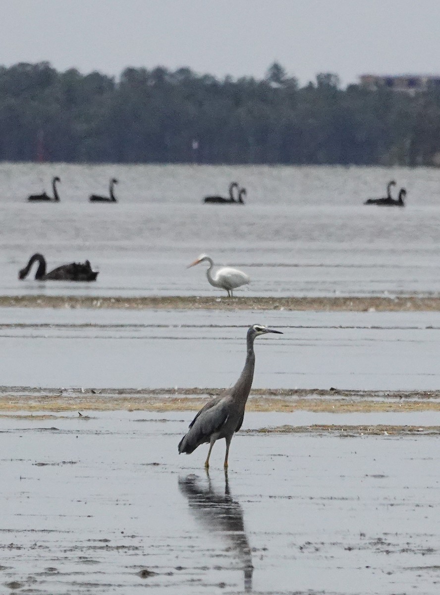White-faced Heron - ML646168181