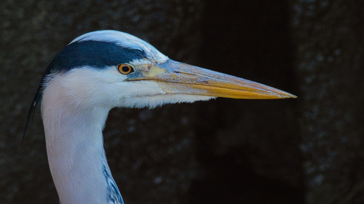 Gray Heron - ML646168185