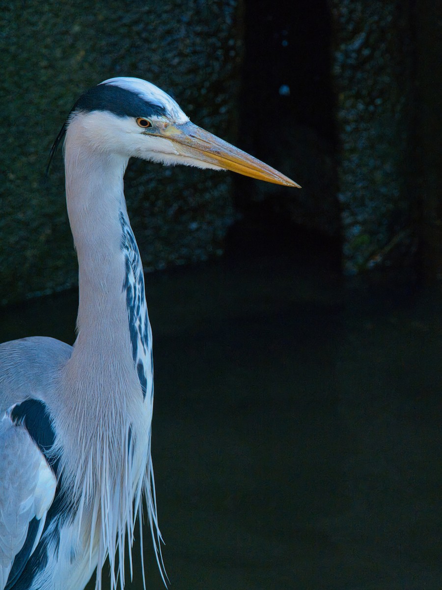 Gray Heron - ML646168186