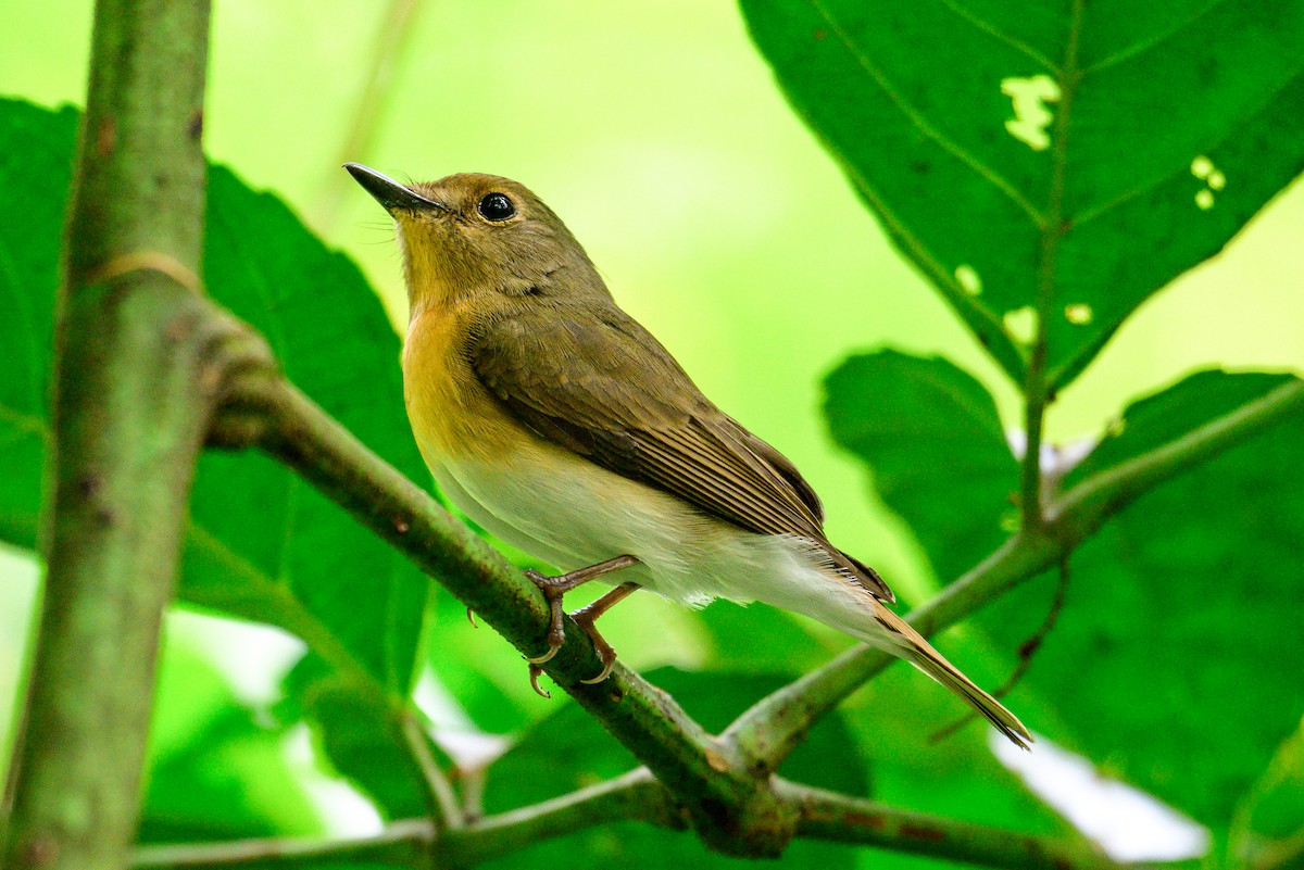 Blue-throated Flycatcher - ML646168187
