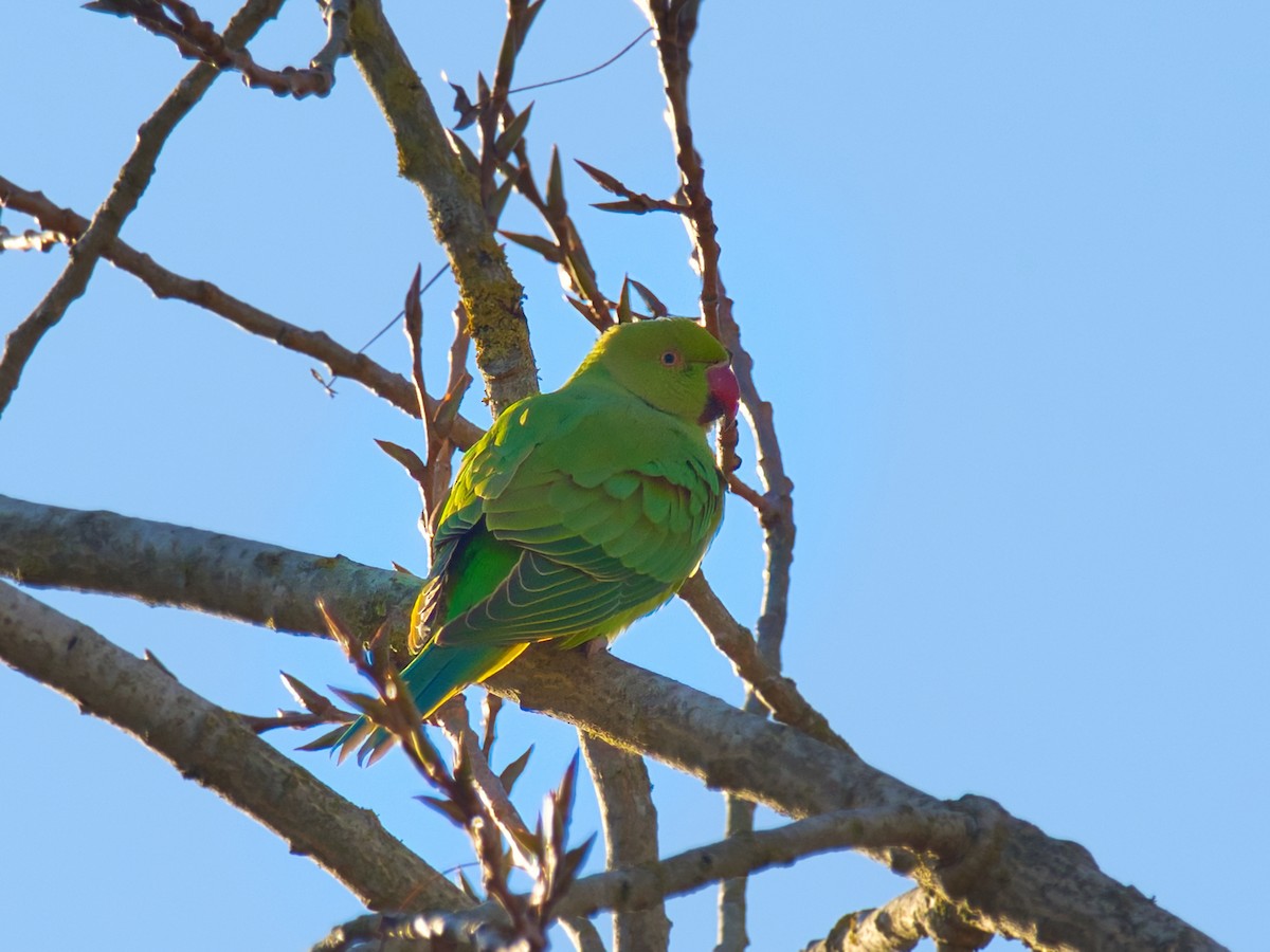 Cotorra de Kramer - ML646168188