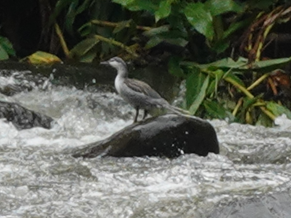 Pato Torrentero - ML646168189