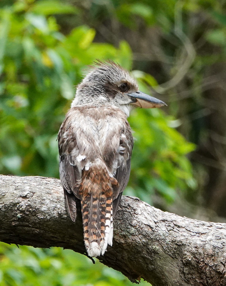 Cucaburra Común - ML646168190