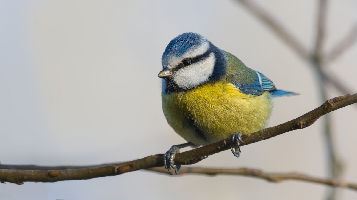 Herrerillo Común - ML646168192