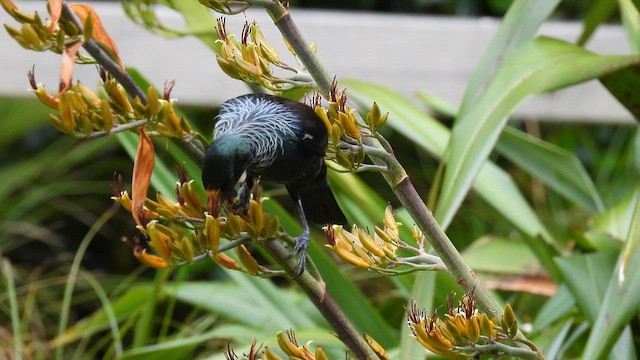 Mielero Tui - ML646168193