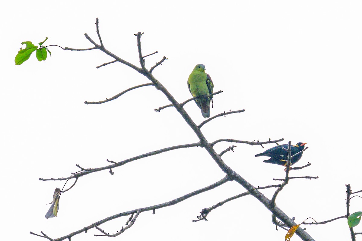 Vinago de Los Ghats - ML646168194