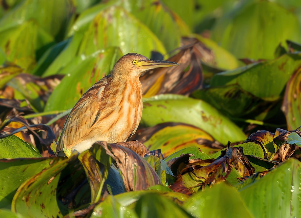 Avetorillo Chino - ML646168196
