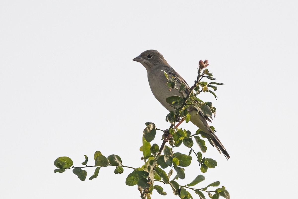 Escribano Cabecinegro - ML646168197