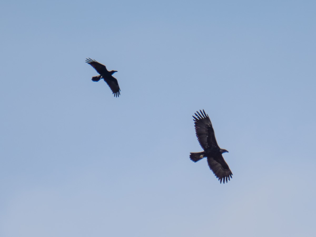 Águila Real - ML646168198