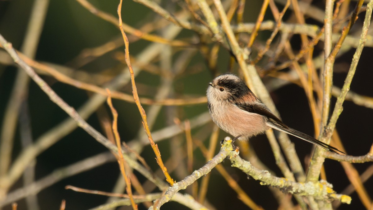 Mito Común - ML646168199