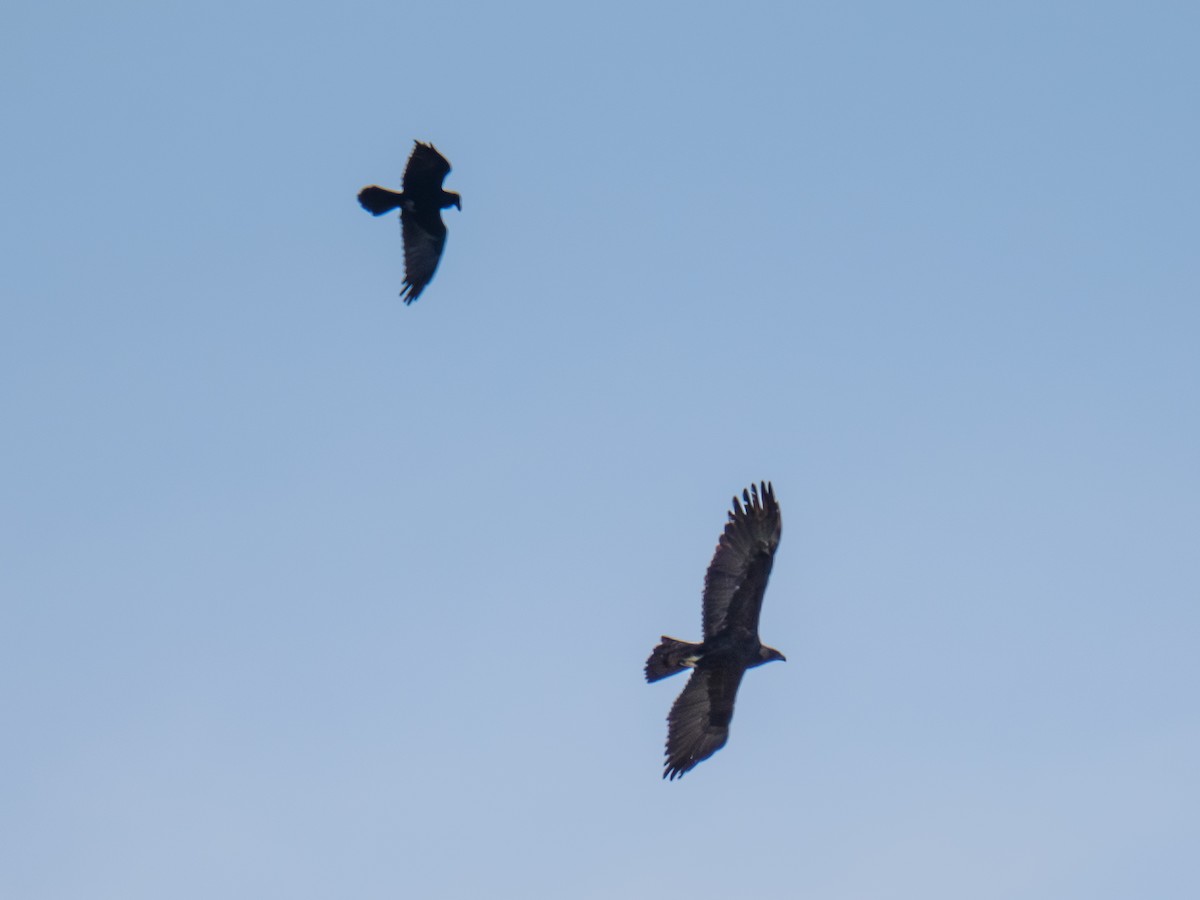 Águila Real - ML646168200