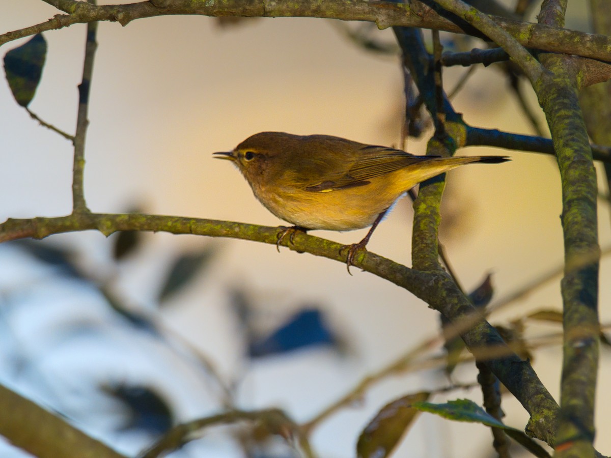 Mosquitero Común - ML646168201