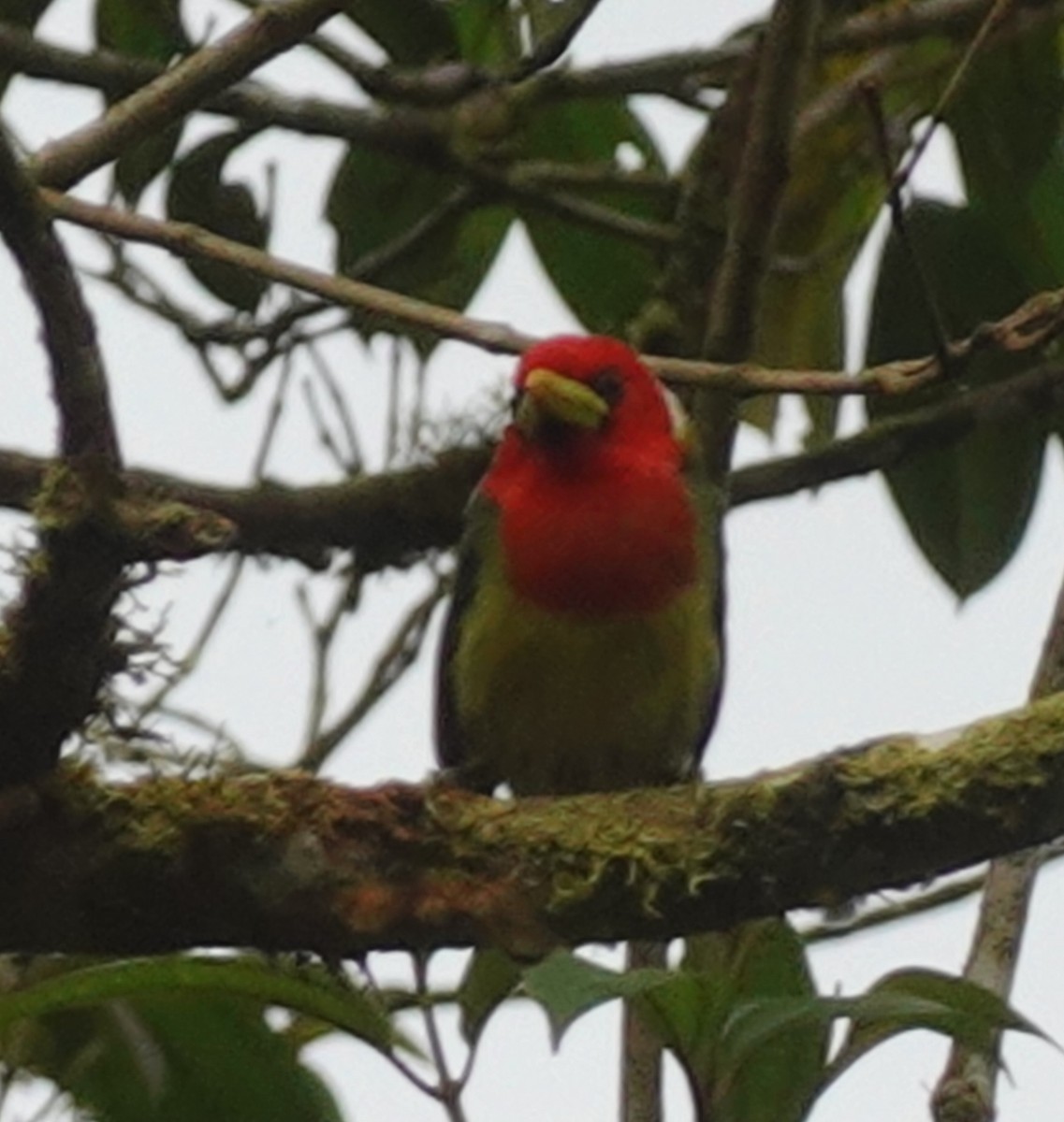 Cabezón Cabecirrojo - ML646168202