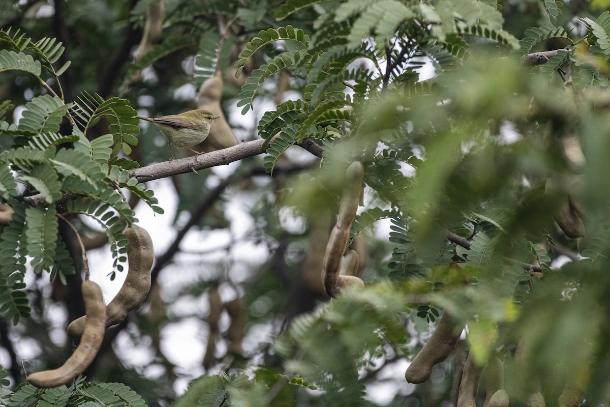 Mosquitero Verdoso - ML646168203