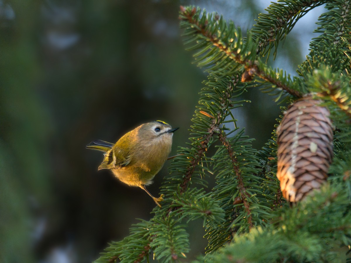 Reyezuelo Sencillo - ML646168204