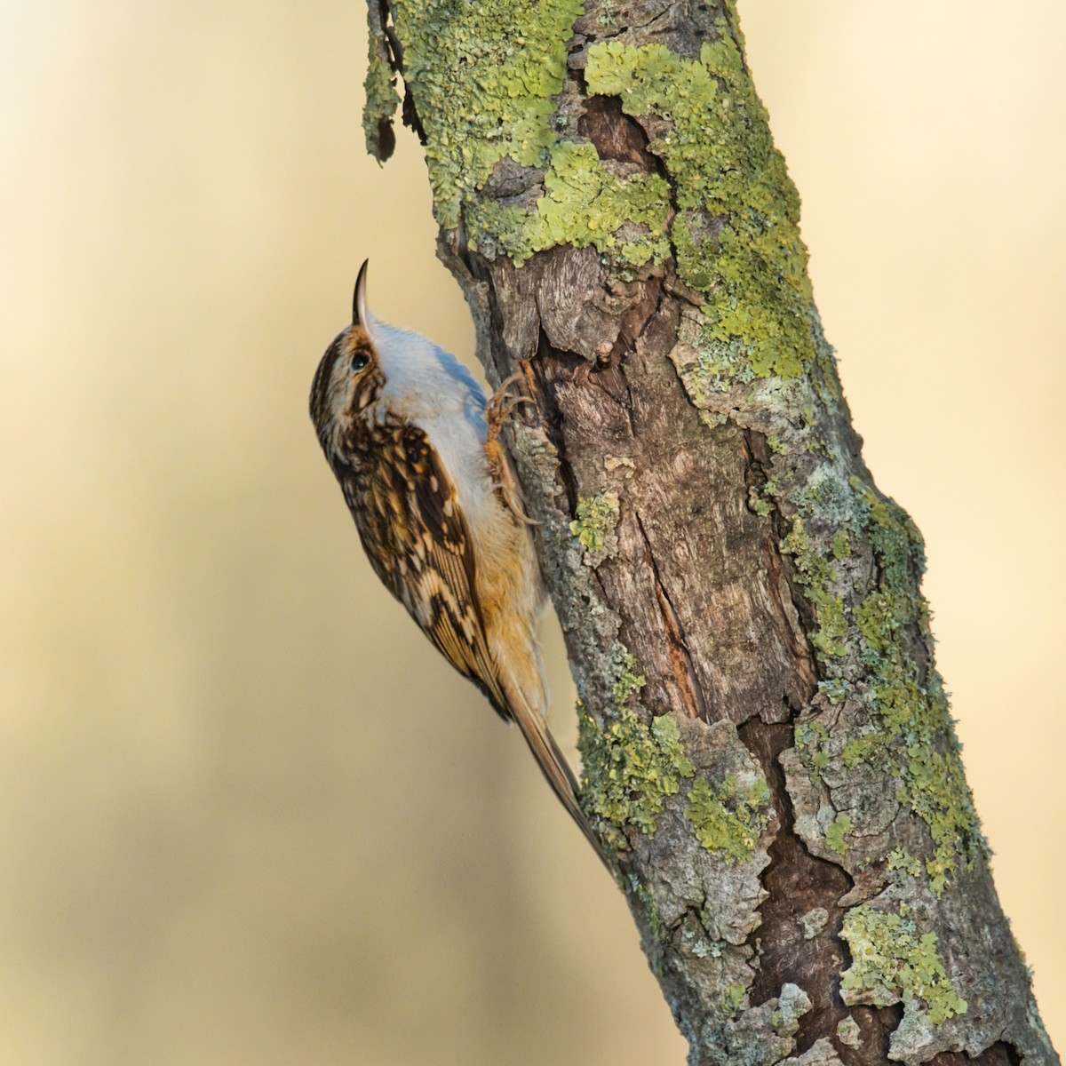 Agateador Euroasiático - ML646168206