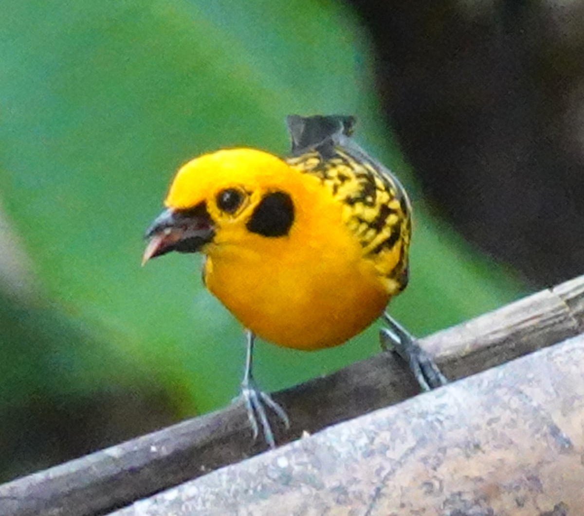 Tangara Dorada - ML646168207