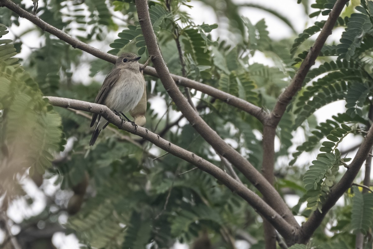 Papamoscas de la Taiga - ML646168208