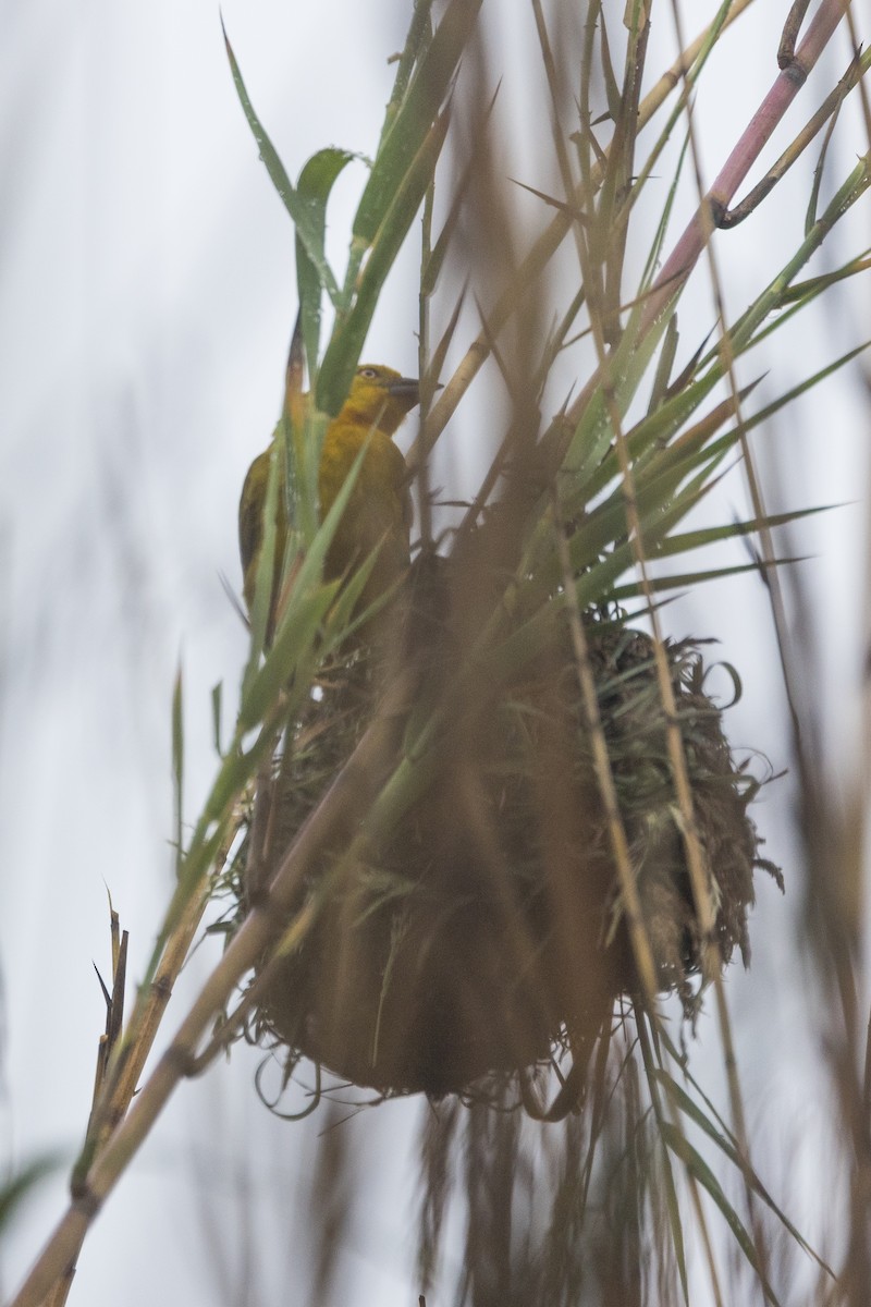 Tejedor Azafranado - ML646168210