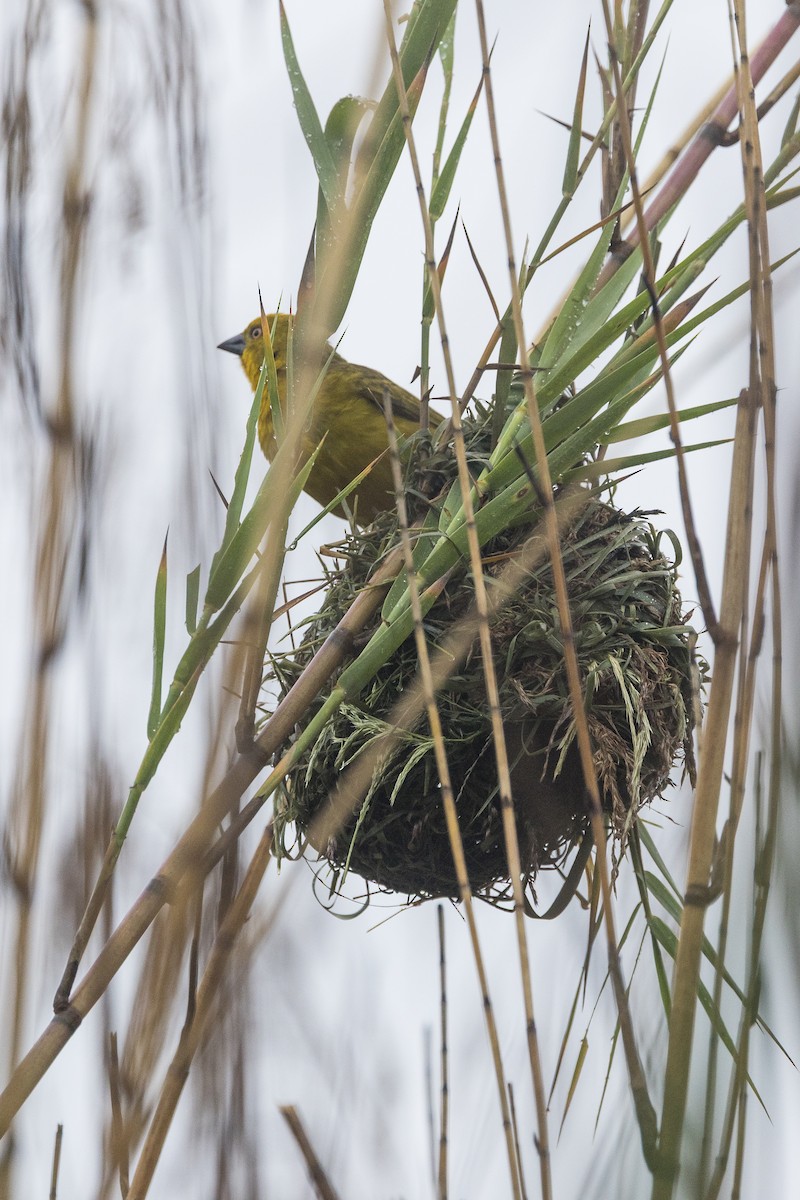 Tejedor Azafranado - ML646168211