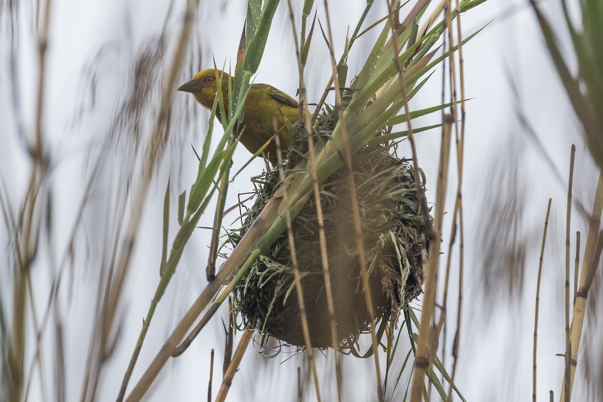 Tejedor Azafranado - ML646168212
