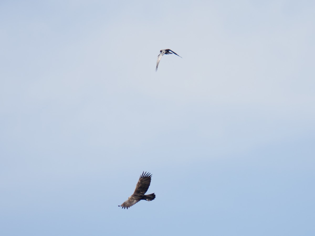 Águila Real - ML646168213