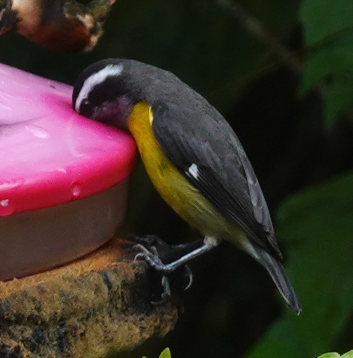 Platanero - ML646168214