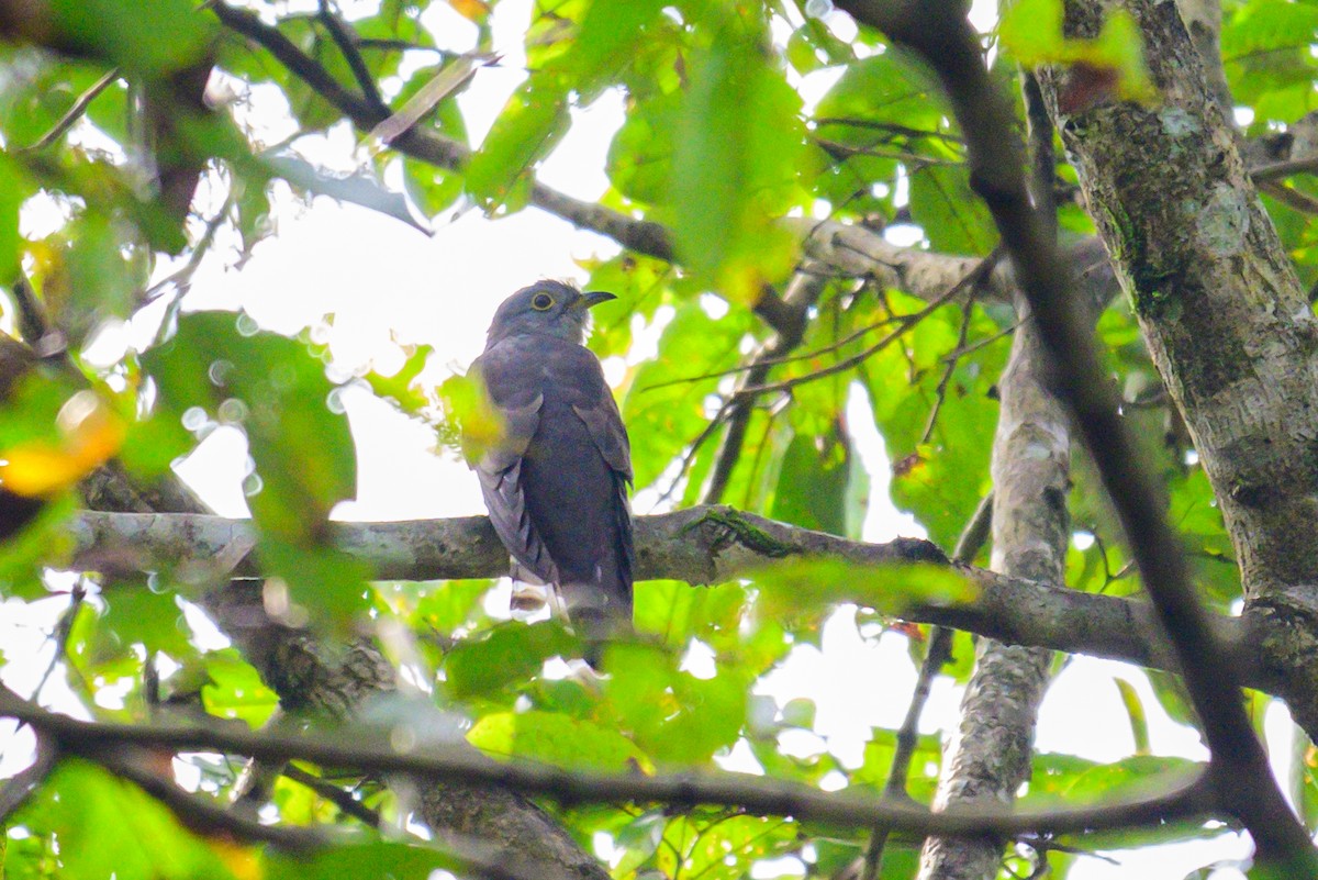 Indian Cuckoo - ML646168218