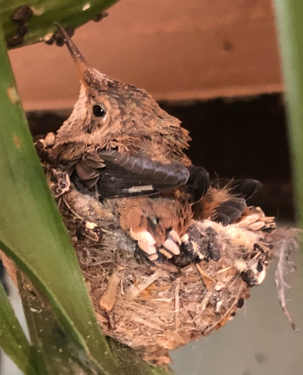 Colibrí de Allen - ML646168222