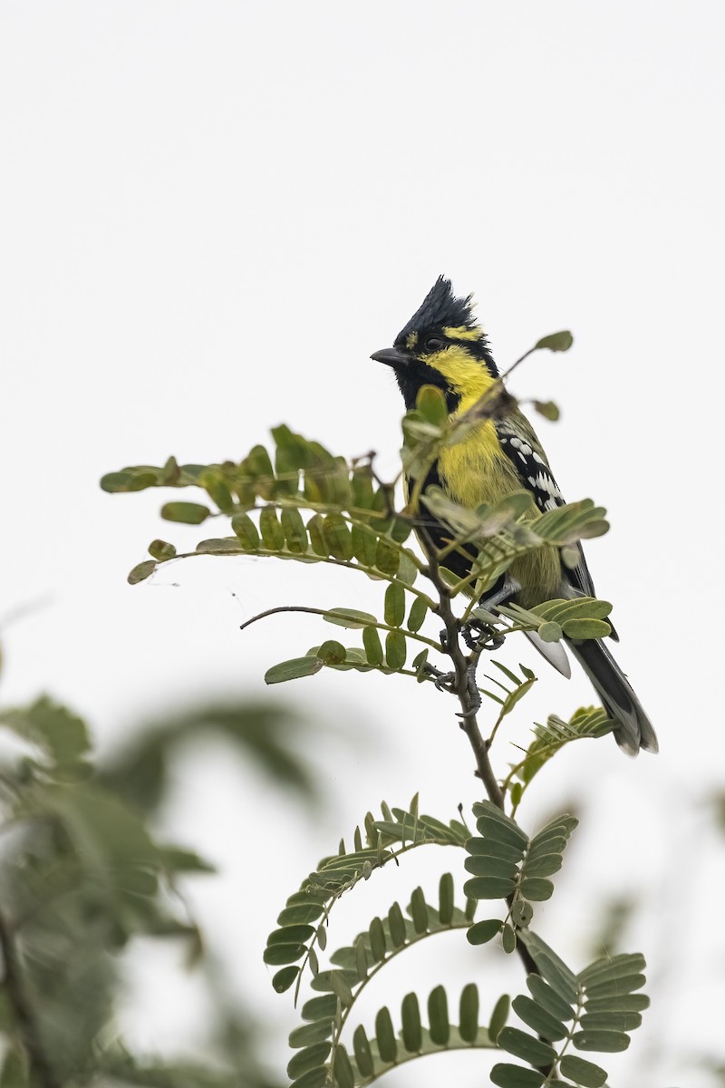 Indian Yellow Tit - ML646168224