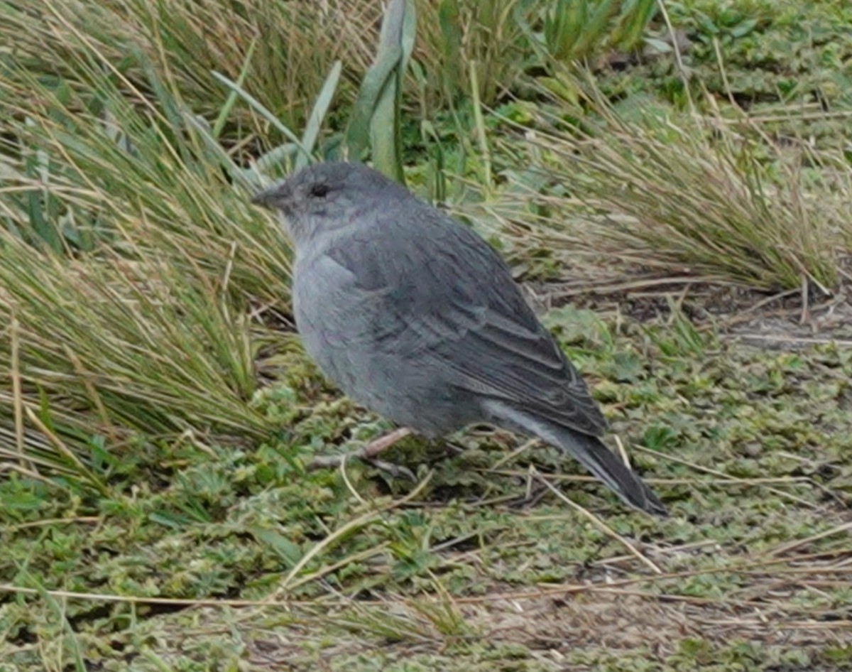 Plumbeous Sierra Finch - ML646168225