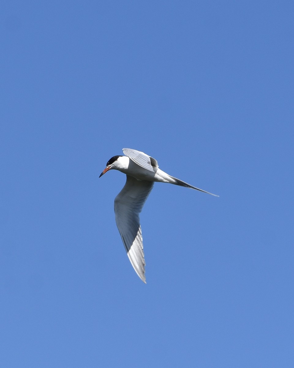 Forster's Tern - ML646168226