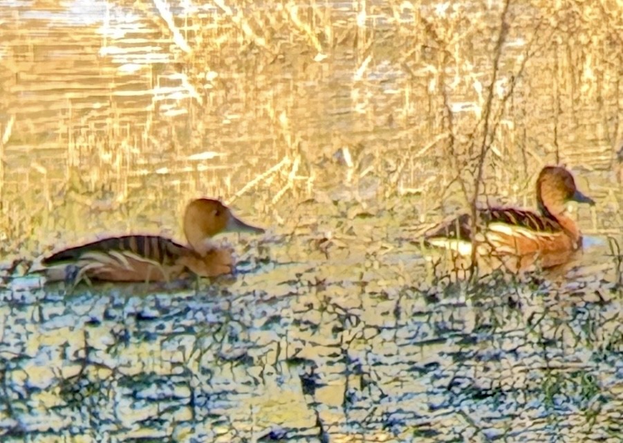 Fulvous Whistling-Duck - ML646168228