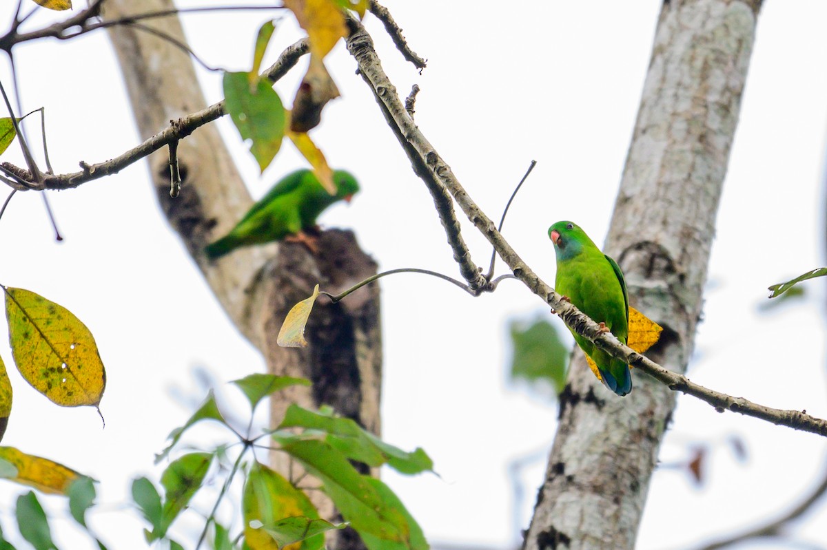 Vernal Hanging-Parrot - ML646168230