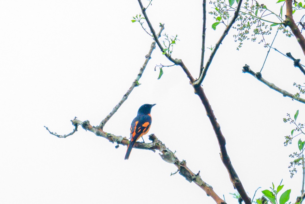 Orange Minivet - ML646168231